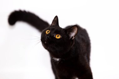 Çok güzel siyah kedi erkek beyaz arka plan üzerinde izole