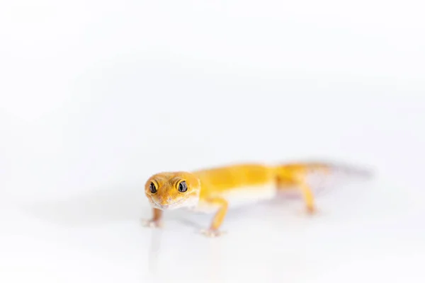 Adorável Leopardo Gecko Fêmea Isolado Fundo Branco — Fotografia de Stock