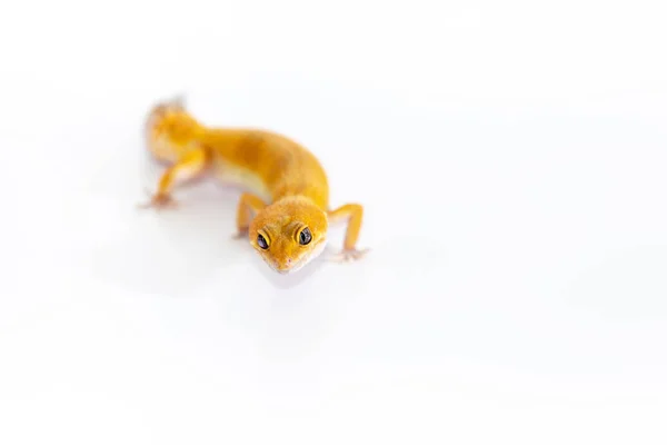 Adorable Leopard Gecko Female Isolated White Background — Stock Photo, Image