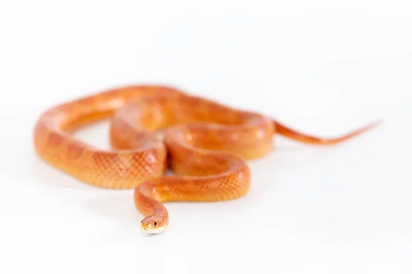 Hermosa Serpiente Maíz Macho Aislado Sobre Fondo Blanco — Foto de Stock