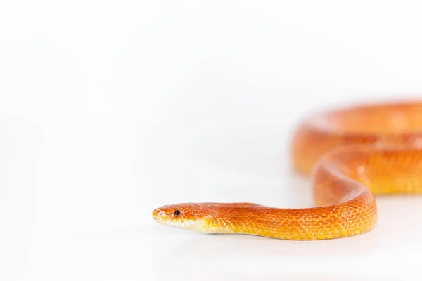 Beautiful Corn Snake Male Isolated White Background — Stock Photo, Image