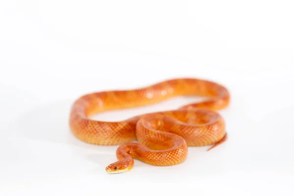 Beau Mâle Serpent Maïs Isolé Sur Fond Blanc — Photo