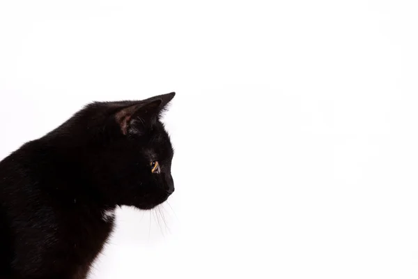 Çok Güzel Siyah Kedi Erkek Beyaz Arka Plan Üzerinde Izole — Stok fotoğraf