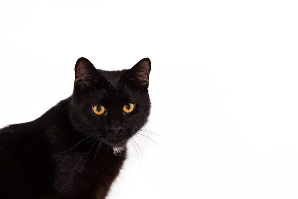 Çok Güzel Siyah Kedi Erkek Beyaz Arka Plan Üzerinde Izole — Stok fotoğraf