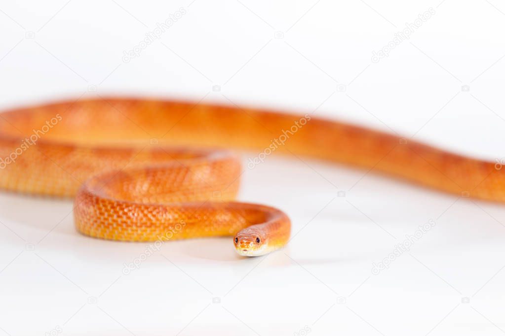 Beautiful corn snake male isolated on white background