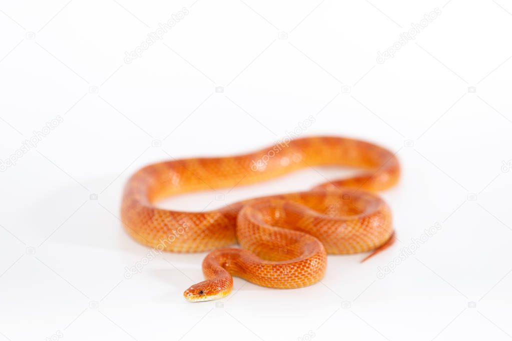 Beautiful corn snake male isolated on white background