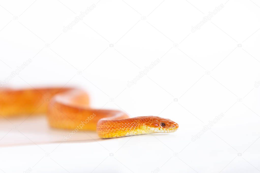 Beautiful corn snake male isolated on white background