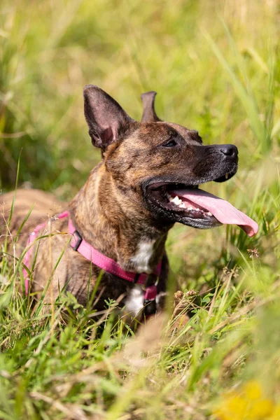 Τίγρη Αμερικανικό Terrier Staffordshire Δεν Περικοπεί Αυτιά Περιπάτους Εξωτερική Καλοκαίρι — Φωτογραφία Αρχείου