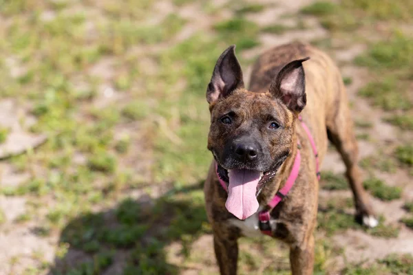 Tiger American Staffordshire Terrier Cropped Ears Walks Outdoor Summer — Stock Photo, Image