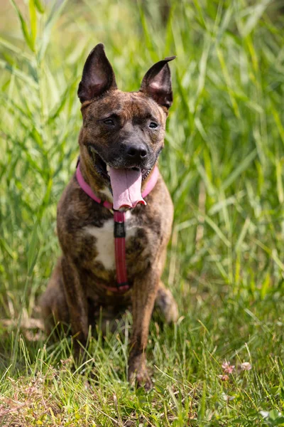 Tiger American Staffordshire Terrier Cropped Ears Walks Outdoor Summer — Stock Photo, Image