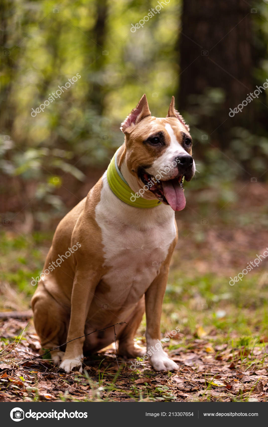 americky stafford terrier