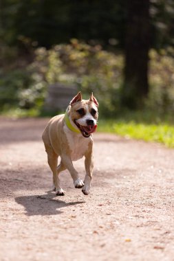 Kırmızı ve beyaz Amerikan staffordshire terrier kırpılmış kulakları ile yaz açık yürür