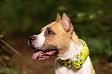 Kırmızı ve beyaz Amerikan staffordshire terrier kırpılmış kulakları ile yaz açık yürür