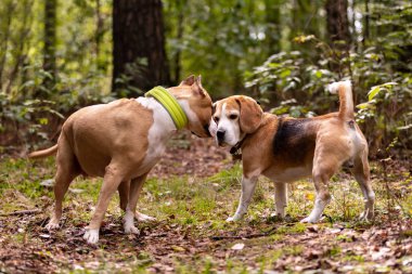 Kırmızı ve beyaz Amerikan staffordshire terrier kırpılmış kulakları ile rengarenk beagle yaz açık iletişim kurar