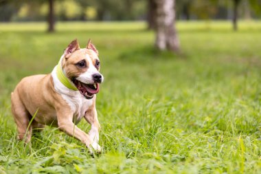 Kırmızı ve beyaz Amerikan staffordshire terrier kırpılmış kulakları ile yaz açık yürür