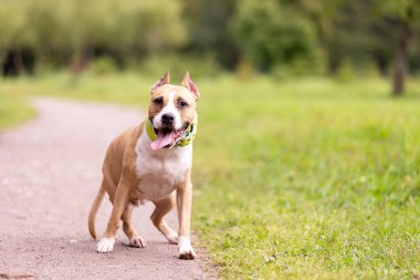 Kırmızı ve beyaz Amerikan staffordshire terrier kırpılmış kulakları ile yaz açık yürür