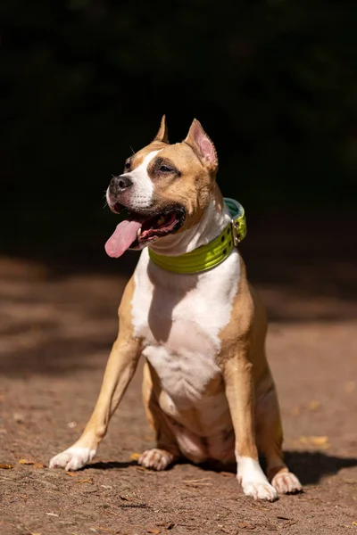 Red White American Staffordshire Terrier Cropped Ears Walks Outdoor Summer — Stock Photo, Image