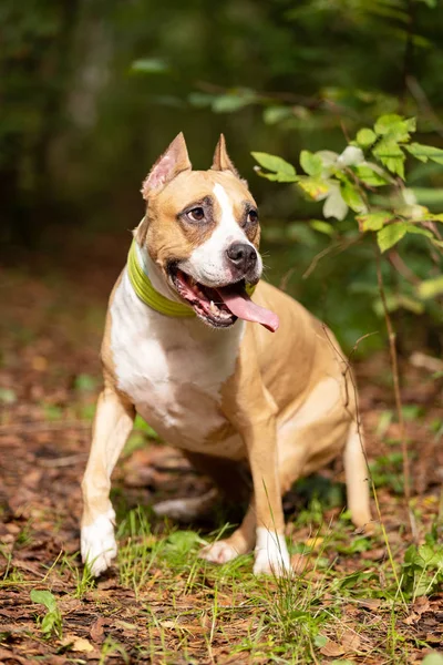 Vermelho Branco Americano Staffordshire Terrier Com Orelhas Cortadas Caminha Livre — Fotografia de Stock