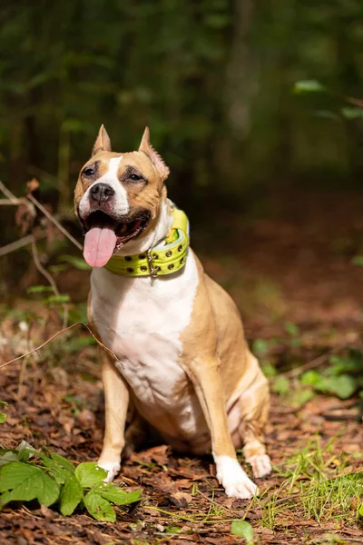 Red White American Staffordshire Terrier Cropped Ears Walks Outdoor Summer — Stock Photo, Image