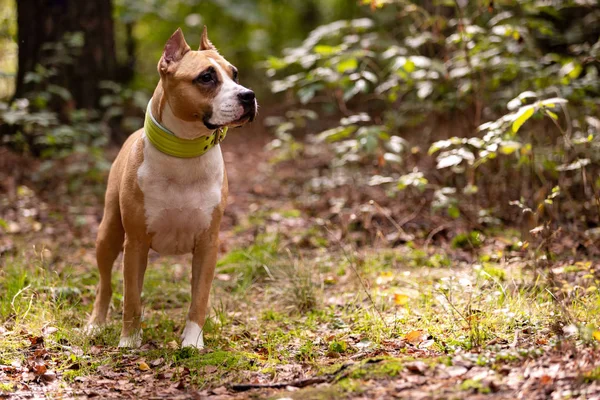 Röda Och Vita Amerikanen Staffordshire Förfärlig Med Beskurna Öron Promenader — Stockfoto