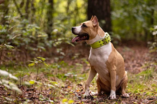 Röda Och Vita Amerikanen Staffordshire Förfärlig Med Beskurna Öron Promenader — Stockfoto