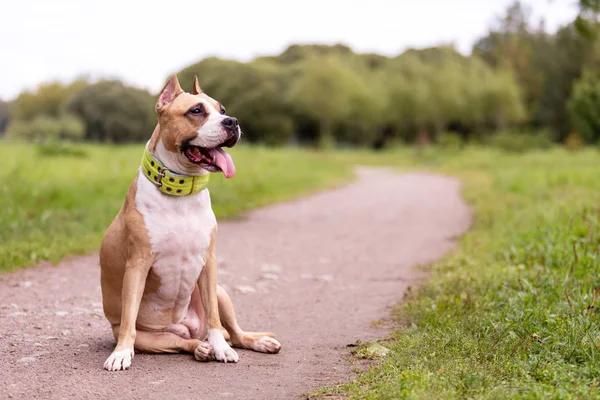 Kırmızı ve beyaz Amerikan staffordshire terrier kırpılmış kulakları ile yaz açık yürür