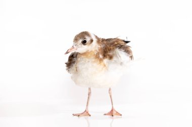 Beyaz arka plan üzerinde izole sevimli Karabaş Martı