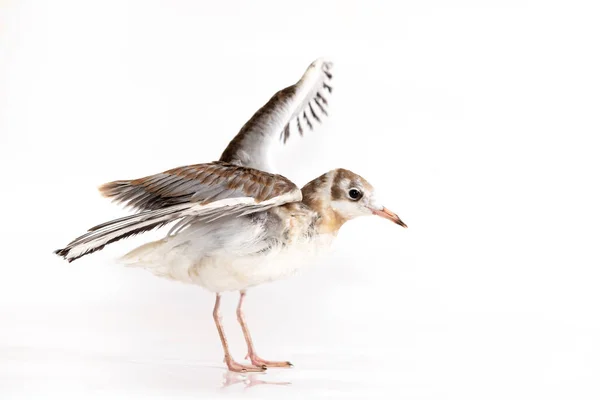 Adorable Black Headed Gull Isolated White Background — Stock Photo, Image