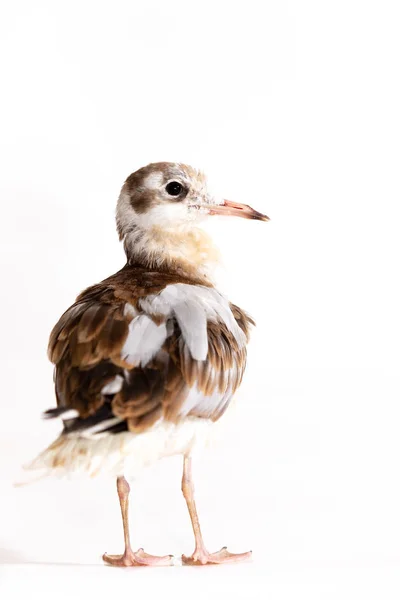 Adorável Gaivota Cabeça Preta Isolada Fundo Branco — Fotografia de Stock