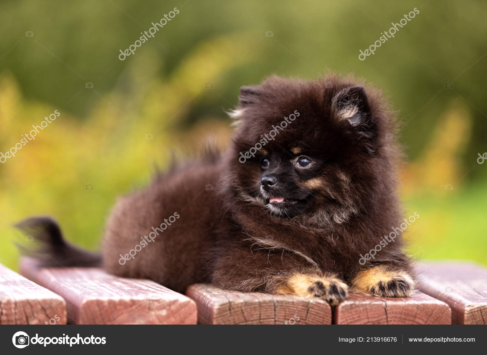 black and tan pomeranian