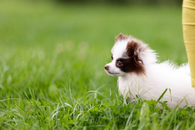 Beyaz ve çikolata pomeranian köpek Parkı'nda açık yürür
