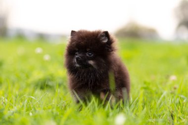 Siyah ve tabaklamak pomeranian köpek yavrusu Park'ta açık yürür