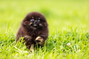 Siyah ve tabaklamak pomeranian köpek yavrusu Park'ta açık yürür