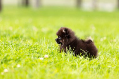 Siyah ve tabaklamak pomeranian köpek yavrusu Park'ta açık yürür