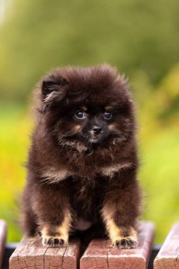 Siyah ve tabaklamak pomeranian köpek yavrusu Park'ta açık yürür