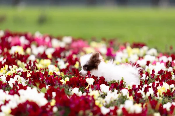白色和巧克力波美拉尼亚小狗散步户外公园 — 图库照片