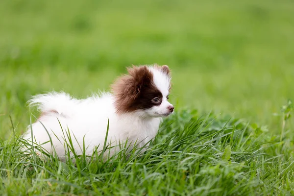 Beyaz Çikolata Pomeranian Köpek Parkı Nda Açık Yürür — Stok fotoğraf