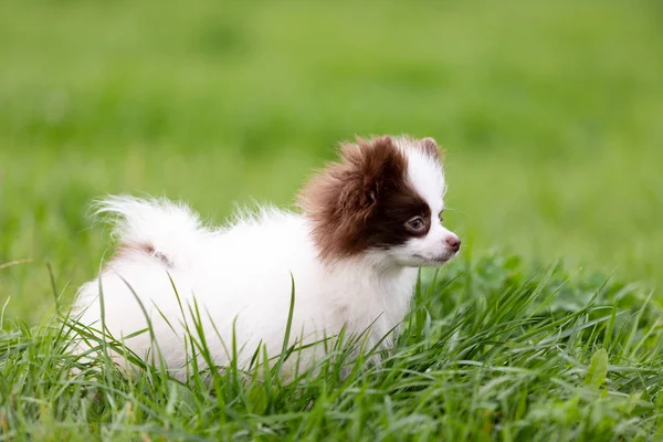 White Chocolate Pomeranian Puppy Walks Outdoor Park — Stock Photo, Image