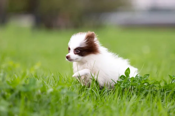 Witte Chocolade Pommeren Pup Loopt Buiten Het Park — Stockfoto