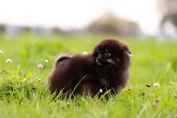 黑褐色波美拉尼亚小狗在公园户外散步 — 图库照片