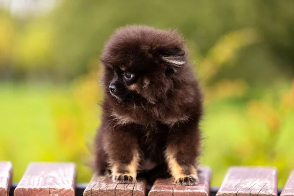 黑褐色波美拉尼亚小狗在公园户外散步 — 图库照片