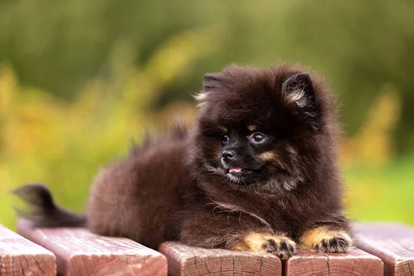 Negro Moreno Pomeranian Cachorro Paseos Aire Libre Parque —  Fotos de Stock