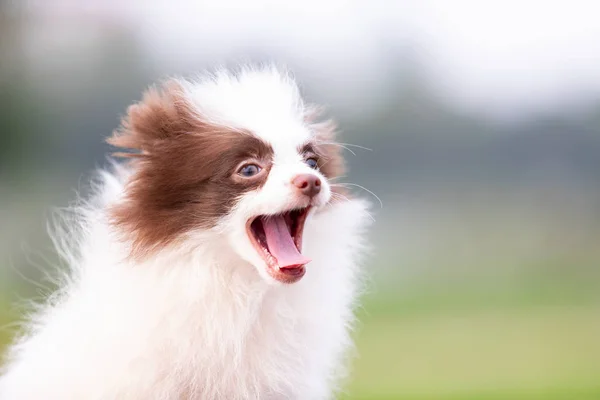 Blanco Chocolate Pomeranian Cachorro Paseos Aire Libre Parque —  Fotos de Stock