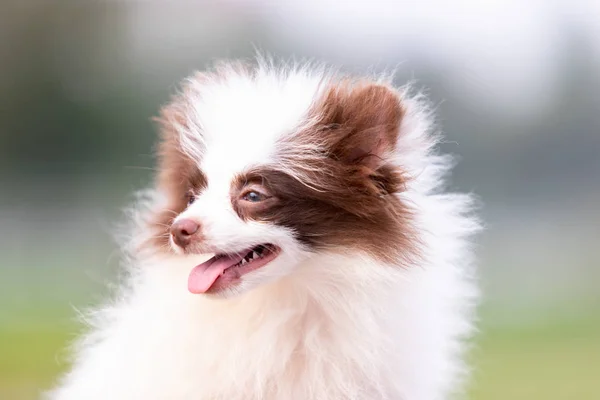 Witte Chocolade Pommeren Pup Loopt Buiten Het Park — Stockfoto