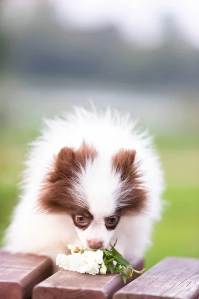 Beyaz Çikolata Pomeranian Köpek Parkı Nda Açık Yürür — Stok fotoğraf