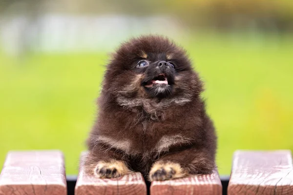 Negro Moreno Pomeranian Cachorro Paseos Aire Libre Parque —  Fotos de Stock