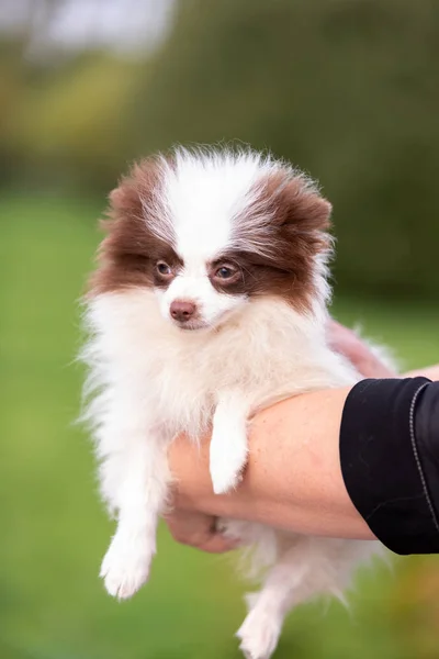 Blanco Chocolate Pomeranian Cachorro Paseos Aire Libre Parque —  Fotos de Stock