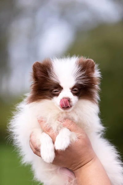 White Chocolate Pomeranian Puppy Walks Outdoor Park — Stock Photo, Image