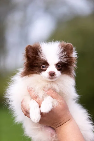 白とチョコレートのポメラニアン子犬は公園で屋外散歩します — ストック写真