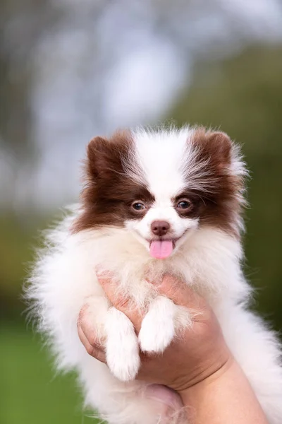 Blanco Chocolate Pomeranian Cachorro Paseos Aire Libre Parque —  Fotos de Stock